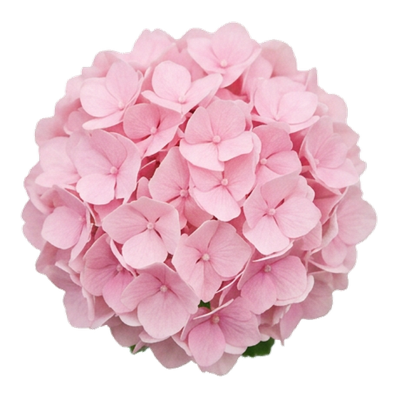 Pudra Pembe