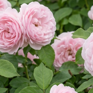 Toz Pembe