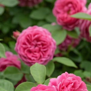 Koyu Pembe