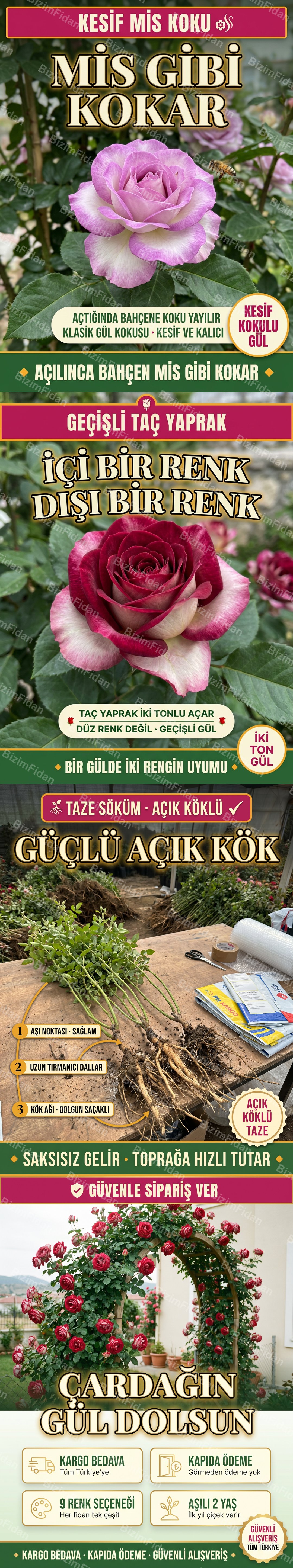 Sarmaşık Gül tanıtım